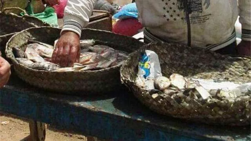 ضبط وإعدام 500 كيلو جرام أسماك غير صالحة للإستهلاك الآدمى بالشرقية