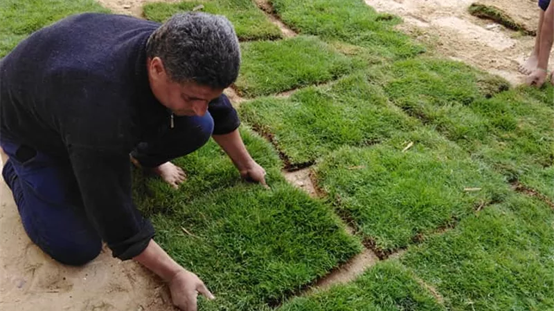 تغطية فناء مدرسة الشهيد سامي جادو بالمنوفية بالنجيل الطبيعي