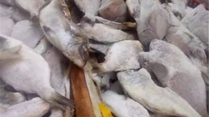 ضبط أسماك مجمدة فاسدة في منفذ بالإسماعيلية