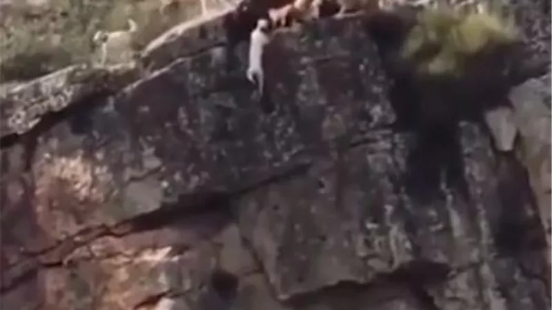 رحلة صيد كلاب تتحول لمجزرة.. فيديو