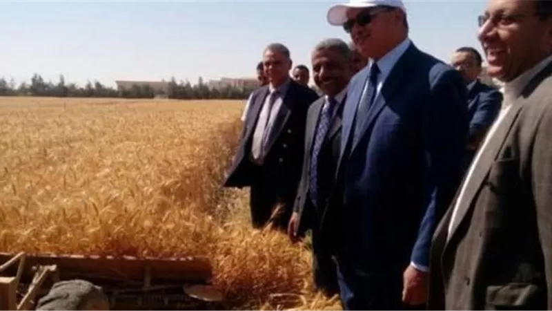 زراعة 54 فدان قمح بمزرعتي جامعة سوهاج.. صور