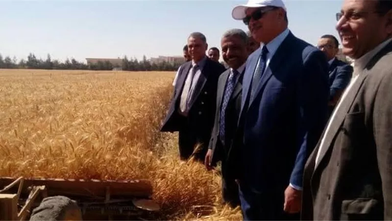 زراعة 54 فدان قمح بمزرعتي جامعة سوهاج