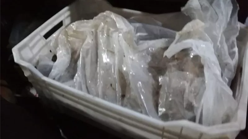 ضبط 2.5 طن سمك فاسد فى سلسلة مطاعم شهيرة بمدينة نصر