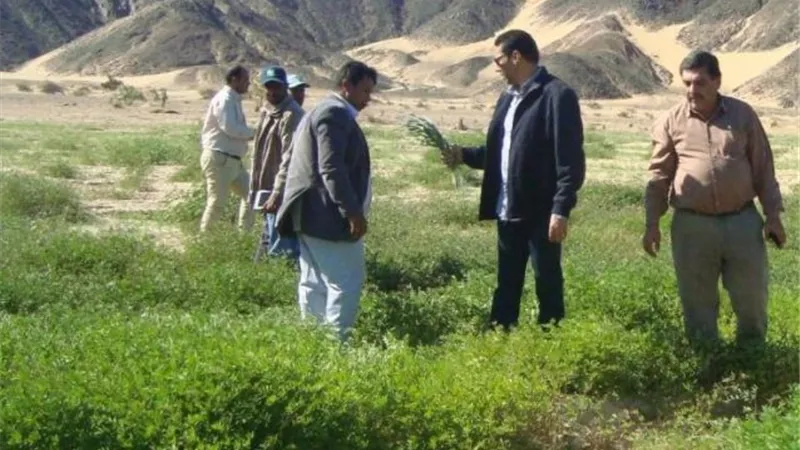 جولات ميدانية لمكافحة الجراد بالصحراء الجنوبية الشرقية . . صور