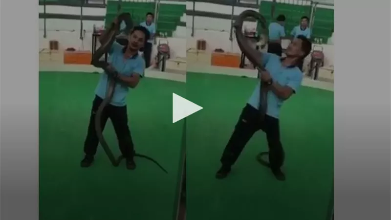 كاميرا ترصد لحظة رعب .. ثعبان كوبرا يلدغ ساحر
