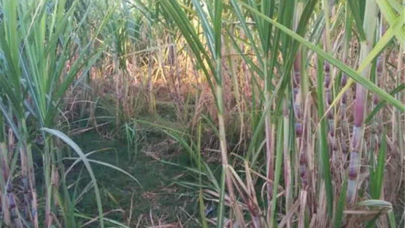بإنتاجية 60 طنا للفدان.. نجاح زراعة قصب السكر الصحراوي بالتنقيط