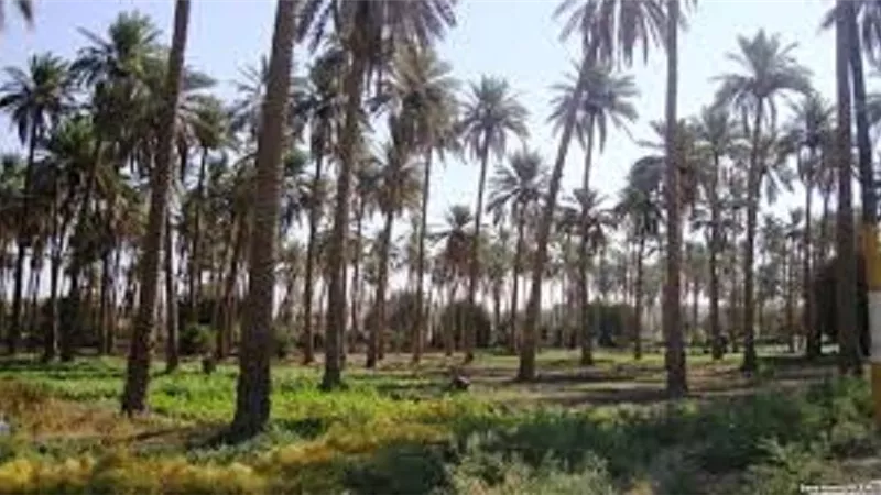 بالمحافظات .. ننشر تفاصيل المشروع القومى لزراعة 2.5 مليون نخلة