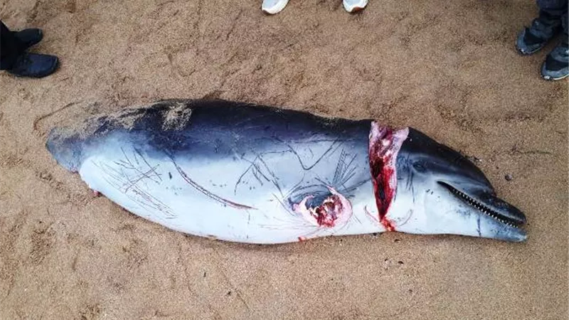 العثور على دولفين نافق بشاطئ أبو قير بالاسكندرية صور