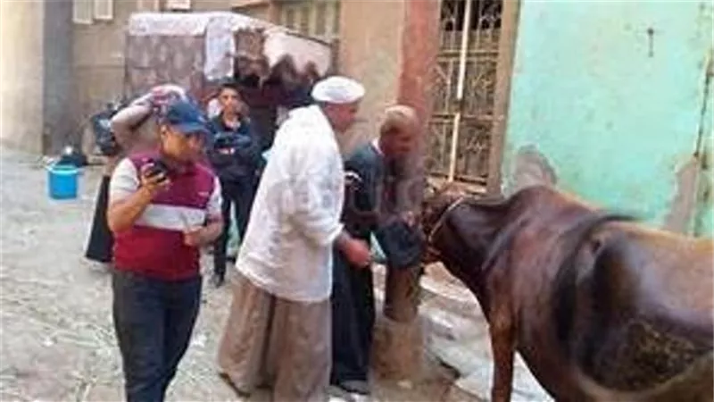 لجنة بيطرية بالاكمنة علي الطرق لمواجهة القلاعية والوادى المتصدع بالاسماعيلية