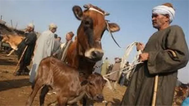 الإسماعيلية تواصل حملة التحصين ضد الحمى القلاعية