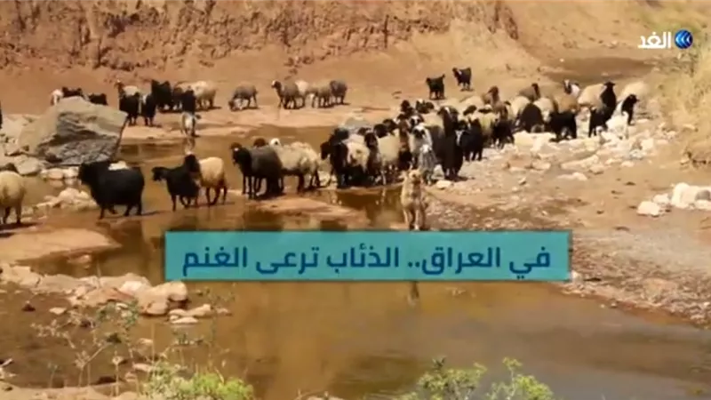 شاهد... الذئاب ترعى الغنم في العراق