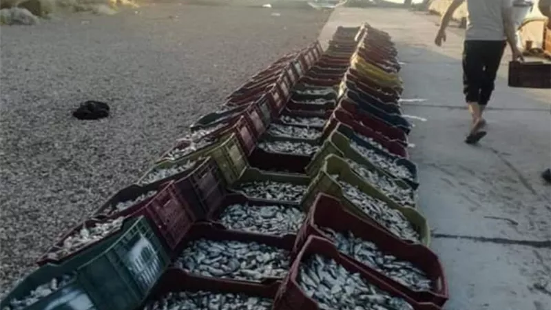 محافظ كفرالشيخ يتابع حملة إزالة التعديات على بحيرة البرلس