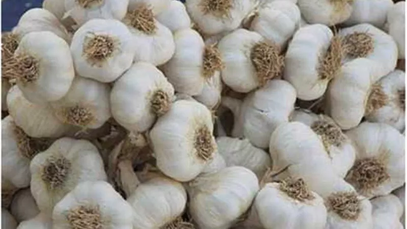 الزراعة البرازيلية توافق على استيراد الثوم المصرى