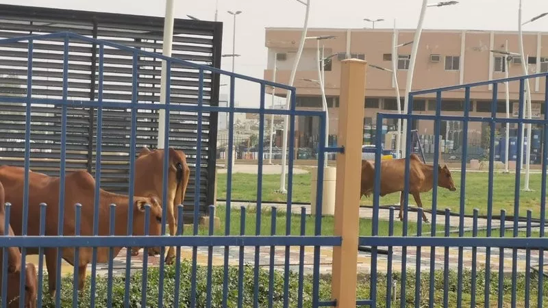 الأبقار تتلف ممتلكات عامة بالملايين في السعودية