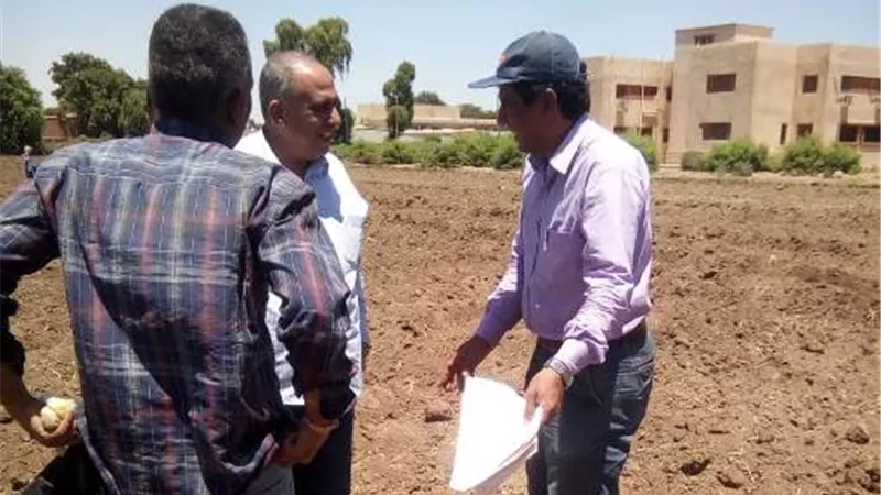 الزراعة .. تطلق مشروعا لانتاج هجن الذرة الرفيعة البيضاء