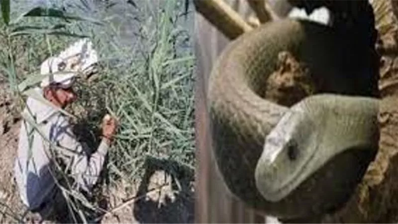 ثعبان يلدغ فلاح أثناء قيامه بأعمال الزراعة بايتاي البارود