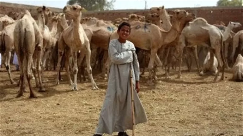 زراعة النواب توصي بزيارة ميدانية لسوق الجمال بالجيزة