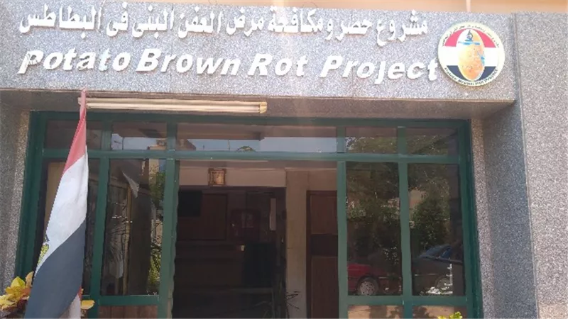 تعرف علي خطة الزراعة لمكافحة العفن البني في البطاطس