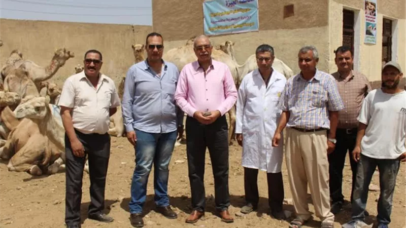 الزراعة نقطة بيطرية لمتابعة سوق الجمال في برقاش ..صور