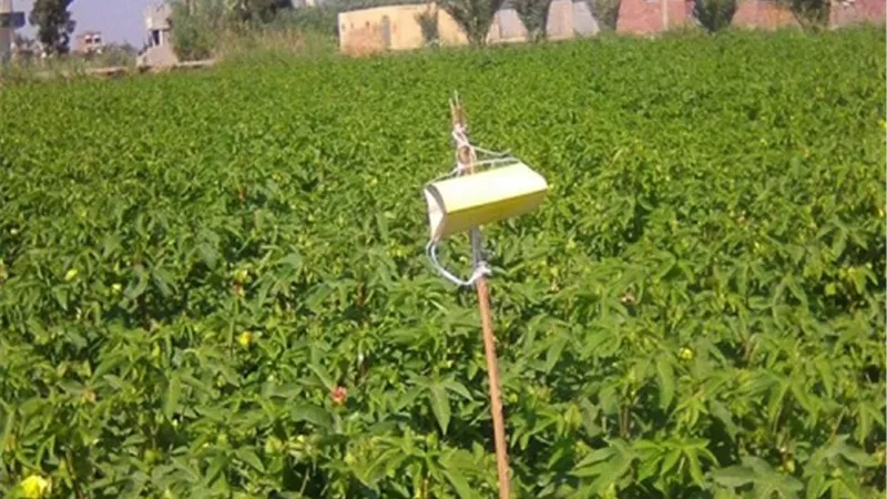 الإسماعيلية جاهزة لجني الذهب الأبيض ..صور
