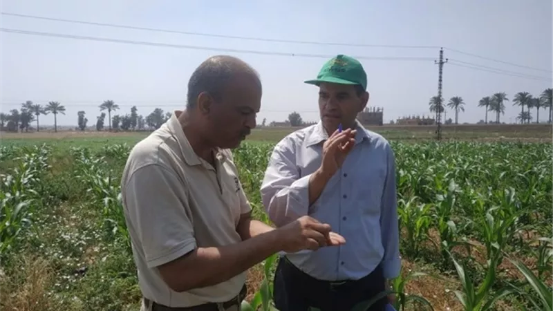 نصائح زراعية للتعامل مع الحرارة المرتفعة في الإسماعيلية