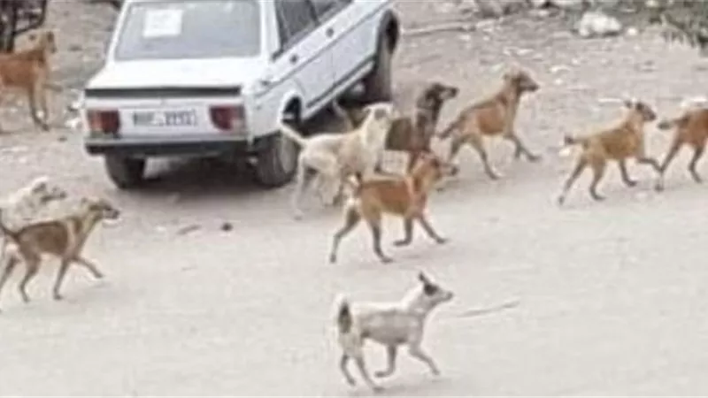 كلب ضال يعقر 7 مواطنين بيهم 4 أطفال في مصيف جمصة بالدقهلية