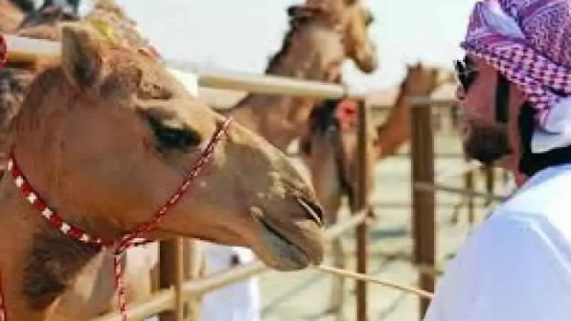 الإمارات تستخدم 