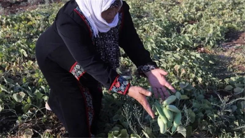 الجارديان البريطانية: استخدام إسرائيل لمبيدات الحشائش الضارة التى تهدد حياة الفلسطينيين يعد خرقا للمعايير الدولية