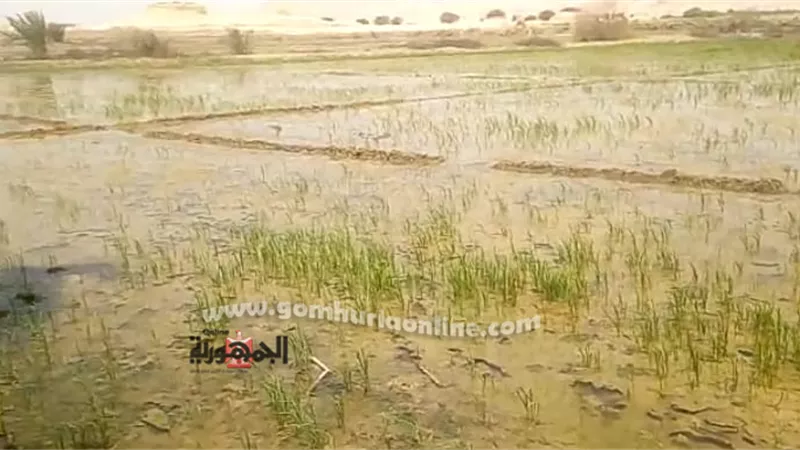 صور.إجراءات رادعة لمانعى المياه عن النخيل من أجل الأرز فى وجود رخصة بالحفر دون التزام المزارعين