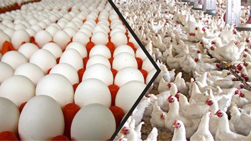 قرار عراقى.. يجبر تركيا على التخلص من 17 مليون دجاجة