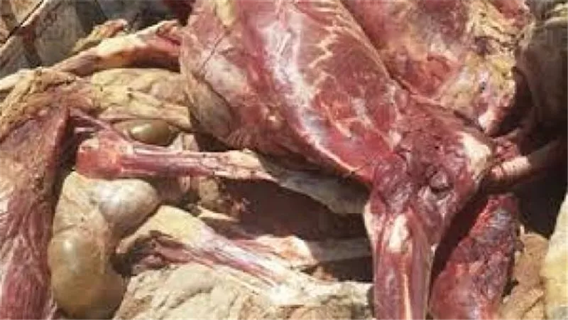 ضبط طن لحوم غير صالحة للإستهلاك الآدمى بكفر الشيخ