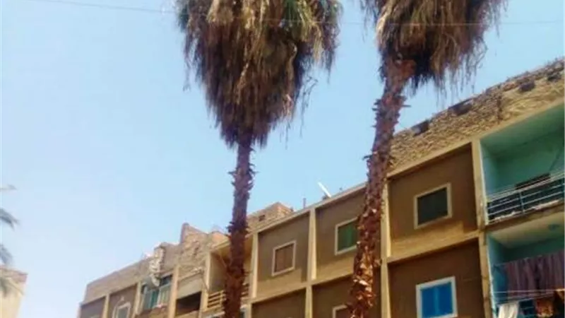 حديقة قنا مهجورة.. وأشجار النخيل تهدد حياة المواطنين! بالصور