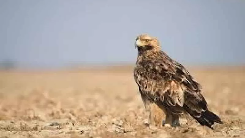 5 أنواع من الطيور المعرضة للانقراض تمر عبر مصر