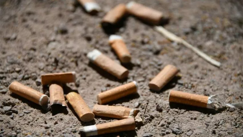 تعرف كيف تؤثر أعقاب السجائرعلى التربة ونمو النباتات