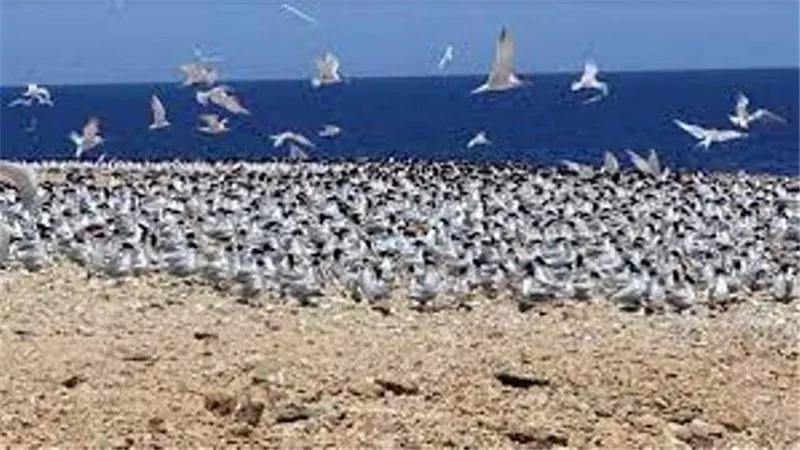 تطوير مهرجان الطيور يضع مصر على خريطة السياحة العالمية