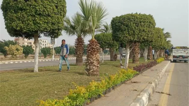 رئيس جهاز بدر يعلن عن زراعة 30 ألف عود زهور فى المدينة.. بالصور