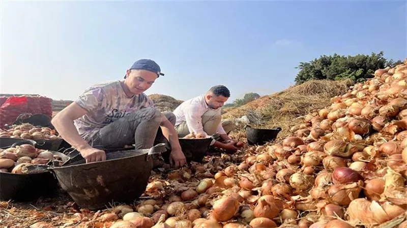 الزراعة: اكتشاف كميات مهولة من البصل مدفونه في قرى الجيزة