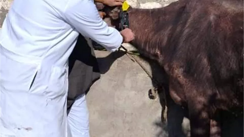بيطري الشرقيةيُحصن٤٤٢ألفا و١٣٣رأس ماشيةضد الحمى