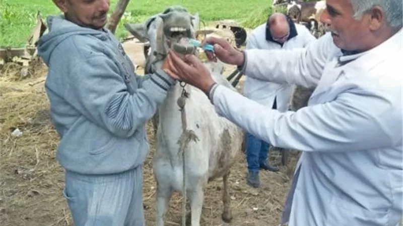 جامعة الزقازيق توجه قافلة بيطرية لقرية المحمودية