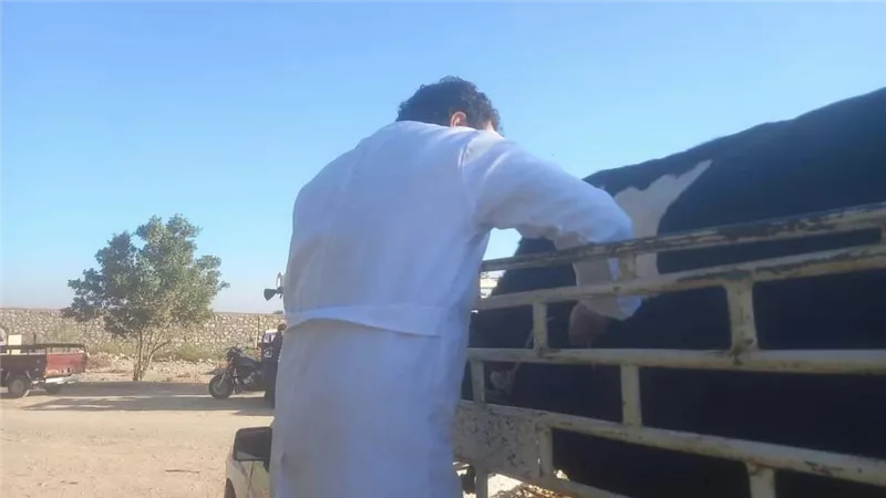 حملات للطب البيطرى بالأقصر على أسواق المواشى لحمايتها من الأمراض