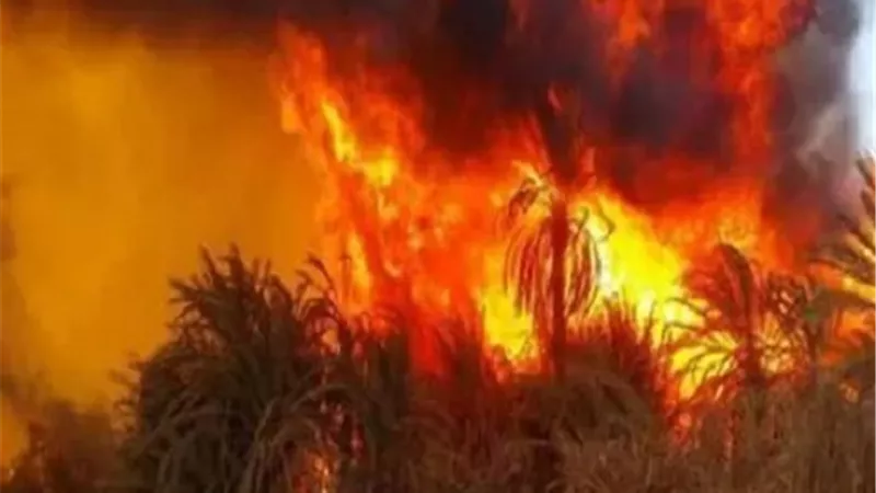 مصرع مسن متفحما في حريق بمزرعة دواجن بالدقهلية