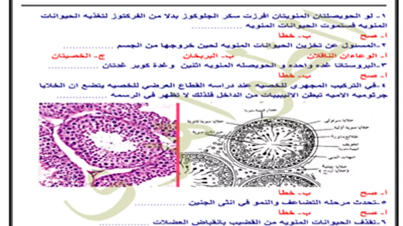 نموذج اختبار على درس التكاثر في الإنسان لشهادة الثانوية العامة