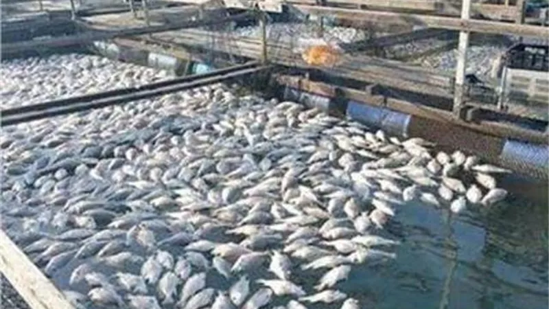 وكيل الشيوخ تؤكد أهمية تنمية الانتاج السمكي