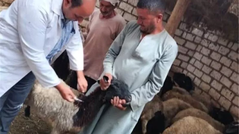 تحصين 270 ألف رأس ماشية خلال شهر فى المنيا