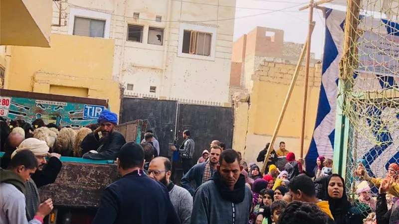تسليم 120 رأس ماشية بقرية ماقوسة بالمنيا ضمن برنامج 