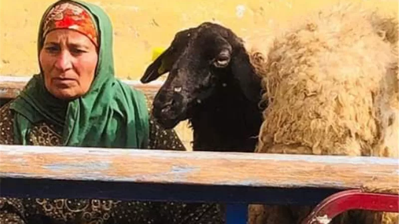 تسليم 52 مستفيد 2 رأس اغنام عشر للأسر الأولي بالرعاية