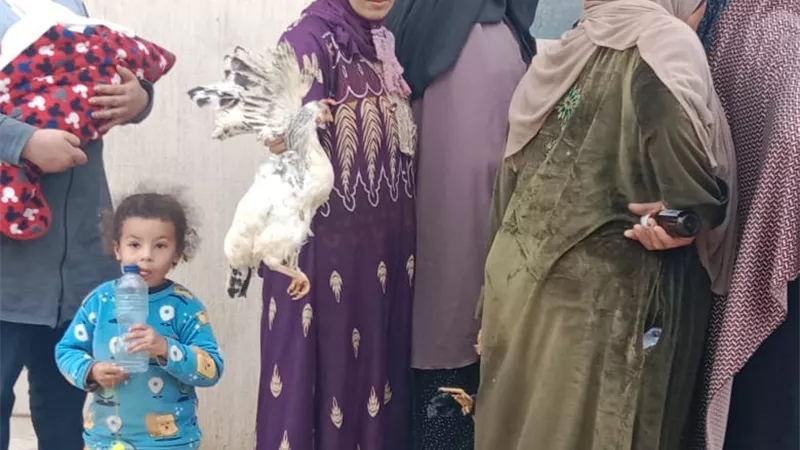 أستمرار القوافل البيطرىة لعلاج الماشية بالاسكندرية