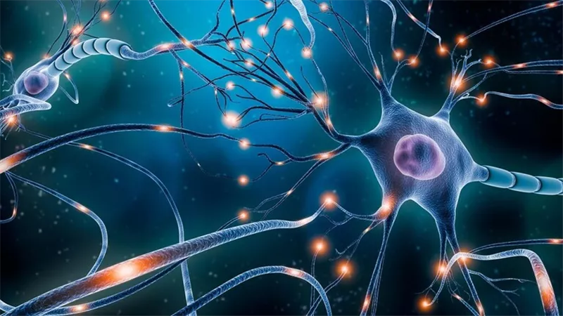 بنسبة 20%.. علماء روس: النظائر الرقمية لخلايا الدماغ تحسن ذاكرة الشبكات العصبية