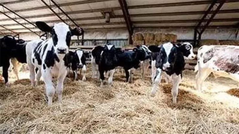 محافظ الشرقية: مديرية الزراعة نجحت فى أحياء مشروع البتلو