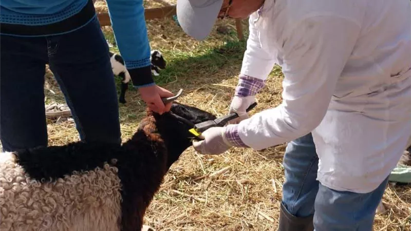 غراب:نجاح مديرية الطب البيطرى فى التصدى للأمراض المعدية للماشية